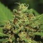 Emerald Fire OG Auto Feminized Marijuana Strain by Humboldt Seed Company For Sale Online at Cannabis Seeds Outlet