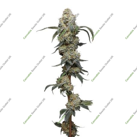Farmers Daughter Feminized Marijuana Strain by Humboldt Seed Company For Sale Online at Cannabis Seeds Outlet
