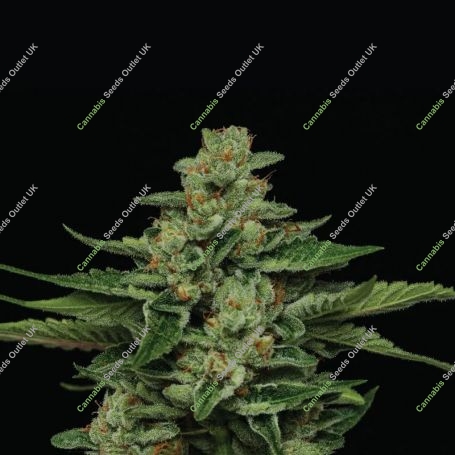 Fortune Cookie Feminized Marijuana Strain by Humboldt Seed Company For Sale Online at Cannabis Seeds Outlet