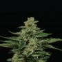 Fortune Cookie Feminized Marijuana Strain by Humboldt Seed Company For Sale Online at Cannabis Seeds Outlet