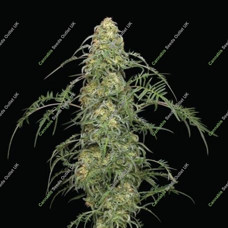 Freakshow Feminized Marijuana Strain by Humboldt Seed Company For Sale Online at Cannabis Seeds Outlet