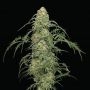Freakshow Feminized Marijuana Strain by Humboldt Seed Company For Sale Online at Cannabis Seeds Outlet