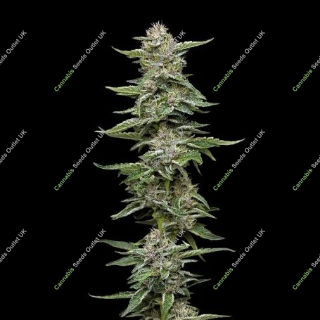 Garlic Budder Feminized Marijuana Strain by Humboldt Seed Company For Sale Online at Cannabis Seeds Outlet