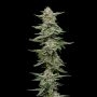 Garlic Budder Feminized Marijuana Strain by Humboldt Seed Company For Sale Online at Cannabis Seeds Outlet