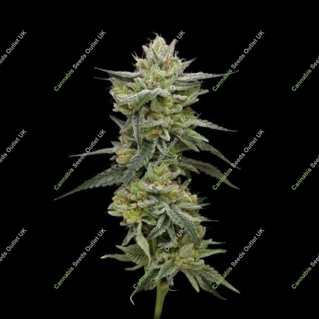 Hella Jelly Feminized Marijuana Strain by Humboldt Seed Company For Sale Online at Cannabis Seeds Outlet