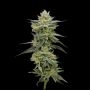 Hella Jelly Feminized Marijuana Strain by Humboldt Seed Company For Sale Online at Cannabis Seeds Outlet
