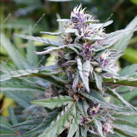 Hi-Biscus Feminized Marijuana Strain by Humboldt Seed Company For Sale Online at Cannabis Seeds Outlet