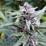 Hi-Biscus Feminized Marijuana Strain by Humboldt Seed Company For Sale Online at Cannabis Seeds Outlet