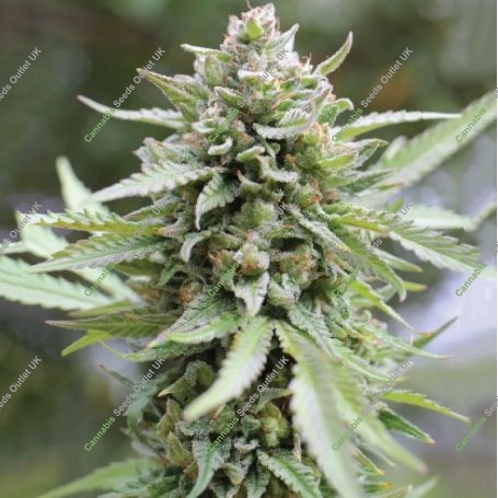 Lemongrass Feminized Marijuana Strain by Humboldt Seed Company For Sale Online at Cannabis Seeds Outlet