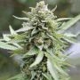 Lemongrass Feminized Marijuana Strain by Humboldt Seed Company For Sale Online at Cannabis Seeds Outlet