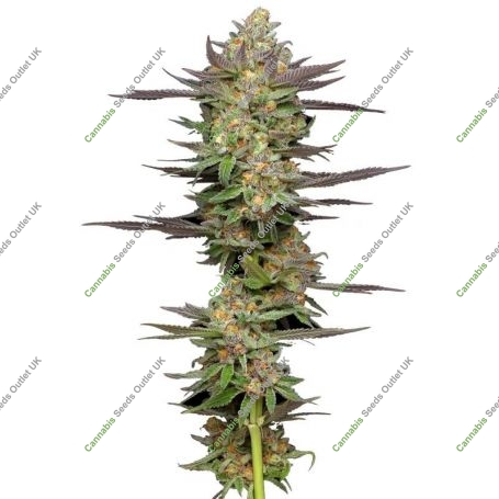 Mint Jelly Auto Feminized Marijuana Strain by Humboldt Seed Company For Sale Online at Cannabis Seeds Outlet