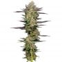 Mint Jelly Auto Feminized Marijuana Strain by Humboldt Seed Company For Sale Online at Cannabis Seeds Outlet