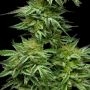 Humboldt Seed Company Mountaintop Mint Smoke Buds Weed Ganja Skunk Dope Pot Images Pics Nuggets