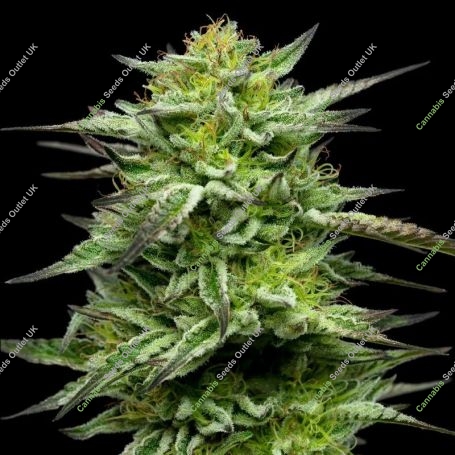 Mountaintop Mint Feminized Marijuana Strain by Humboldt Seed Company For Sale Online at Cannabis Seeds Outlet