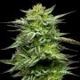 Mountaintop Mint Feminized Marijuana Strain by Humboldt Seed Company For Sale Online at Cannabis Seeds Outlet