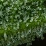 The Bling Feminized by Humboldt Seed Company THC Content Potency Strength CBD Height Yield Flowering Time Indica Sativa Genetics