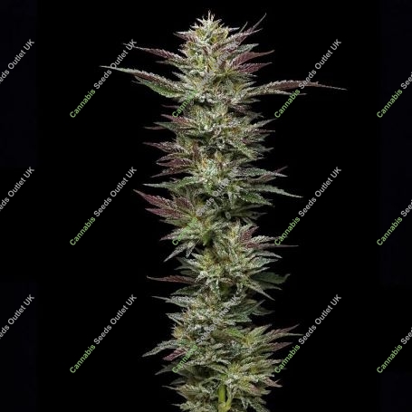 Nutter Budder Feminized Marijuana Strain by Humboldt Seed Company For Sale Online at Cannabis Seeds Outlet