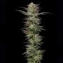 Nutter Budder Feminized Marijuana Strain by Humboldt Seed Company For Sale Online at Cannabis Seeds Outlet