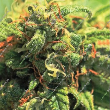 Pineapple Upside Down Cake Marijuana Strain by Humboldt Seed Company For Sale Online at Cannabis Seeds Outlet