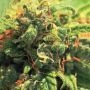 Pineapple Upside Down Cake Marijuana Strain by Humboldt Seed Company For Sale Online at Cannabis Seeds Outlet