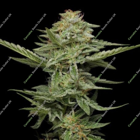 Pistachio Feminized Marijuana Strain by Humboldt Seed Company For Sale Online at Cannabis Seeds Outlet