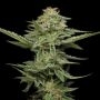 Pistachio Feminized Marijuana Strain by Humboldt Seed Company For Sale Online at Cannabis Seeds Outlet