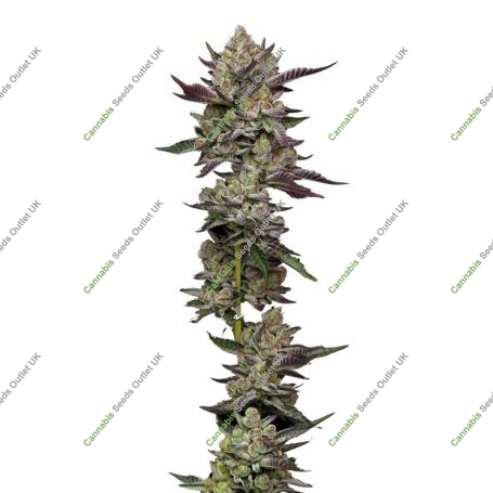 Poddy Mouth Feminized Marijuana Strain by Humboldt Seed Company For Sale Online at Cannabis Seeds Outlet