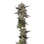 Poddy Mouth Feminized Marijuana Strain by Humboldt Seed Company For Sale Online at Cannabis Seeds Outlet