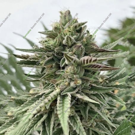 Pound Cake Feminized Marijuana Strain by Humboldt Seed Company For Sale Online at Cannabis Seeds Outlet
