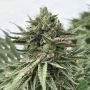 Pound Cake Feminized Marijuana Strain by Humboldt Seed Company For Sale Online at Cannabis Seeds Outlet