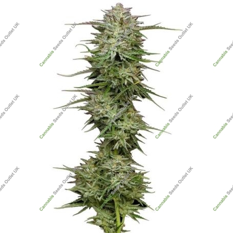 Pound Town Auto Feminized Marijuana Strain by Humboldt Seed Company For Sale Online at Cannabis Seeds Outlet