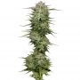 Pound Town Auto Feminized Marijuana Strain by Humboldt Seed Company For Sale Online at Cannabis Seeds Outlet