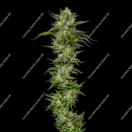 Collie Man Kush Feminized Marijuana Strain by Humboldt Seed Company For Sale Online at Cannabis Seeds Outlet