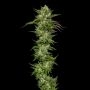 Collie Man Kush Feminized Marijuana Strain by Humboldt Seed Company For Sale Online at Cannabis Seeds Outlet