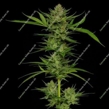 Slightly Stoopid Fruits Feminized Marijuana Strain by Humboldt Seed Company For Sale Online at Cannabis Seeds Outlet