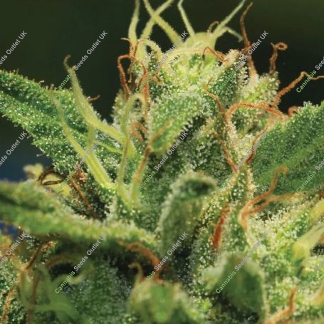Sour Diesel Feminized Marijuana Strain by Humboldt Seed Company For Sale Online at Cannabis Seeds Outlet