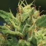 Sour Diesel Feminized Marijuana Strain by Humboldt Seed Company For Sale Online at Cannabis Seeds Outlet