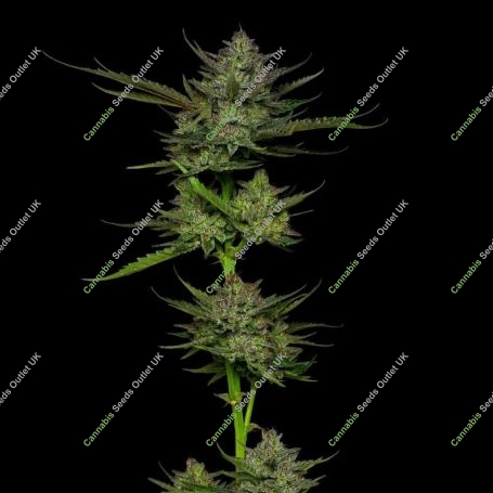 Sour Apple Auto Feminized Marijuana Strain by Humboldt Seed Company For Sale Online at Cannabis Seeds Outlet
