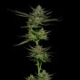 Sour Apple Auto Feminized Marijuana Strain by Humboldt Seed Company For Sale Online at Cannabis Seeds Outlet