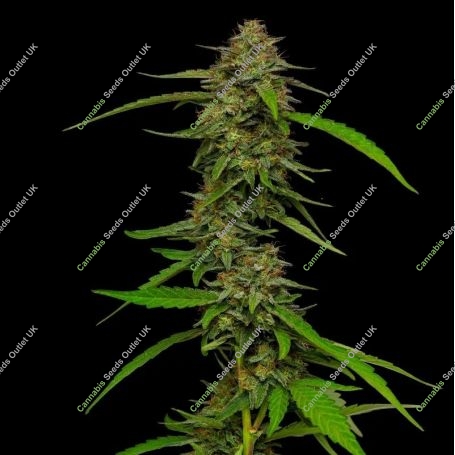 Strawberry Cheesecake Feminized Marijuana Strain by Humboldt Seed Company For Sale Online at Cannabis Seeds Outlet