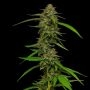 Strawberry Cheesecake Feminized Marijuana Strain by Humboldt Seed Company For Sale Online at Cannabis Seeds Outlet
