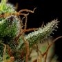 Strawberry Cheesecake Feminized by Humboldt Seed Company THC Content Potency Strength CBD Height Yield Flowering Time Indica Sat