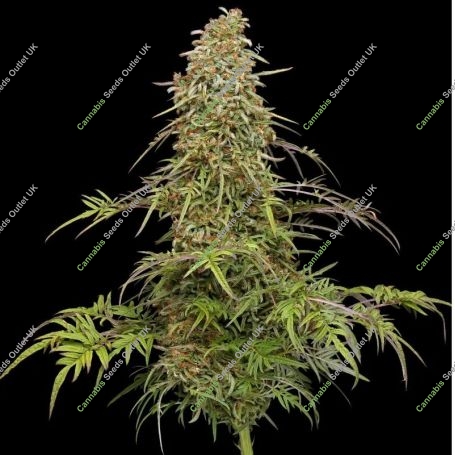 Supafreak Feminized Marijuana Strain by Humboldt Seed Company For Sale Online at Cannabis Seeds Outlet