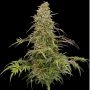 Supafreak Feminized Marijuana Strain by Humboldt Seed Company For Sale Online at Cannabis Seeds Outlet