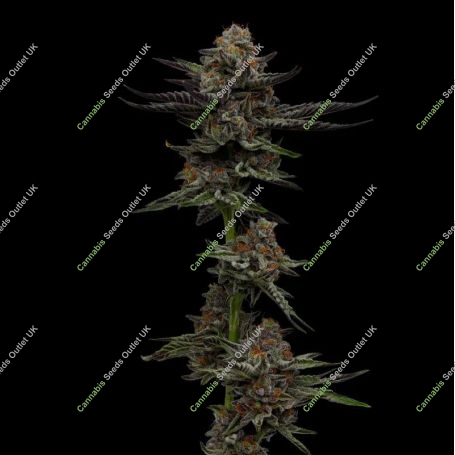 Vanilla Creme Pie Feminized Marijuana Strain by Humboldt Seed Company For Sale Online at Cannabis Seeds Outlet