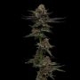 Vanilla Creme Pie Feminized Marijuana Strain by Humboldt Seed Company For Sale Online at Cannabis Seeds Outlet