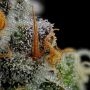 Vanilla Creme Pie Feminized by Humboldt Seed Company THC Content Potency Strength CBD Height Yield Flowering Time Indica Sativa 