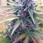 Kendrx Wedding Tree Feminized Marijuana Strain by Humboldt Seed Company For Sale Online at Cannabis Seeds Outlet
