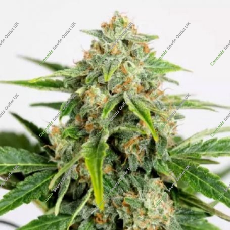 Amnesia CBD Pure Auto Marijuana Strain by Humboldt Seed Organisation For Sale Online at Cannabis Seeds Outlet