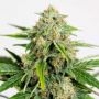 Amnesia CBD Pure Auto Marijuana Strain by Humboldt Seed Organisation For Sale Online at Cannabis Seeds Outlet